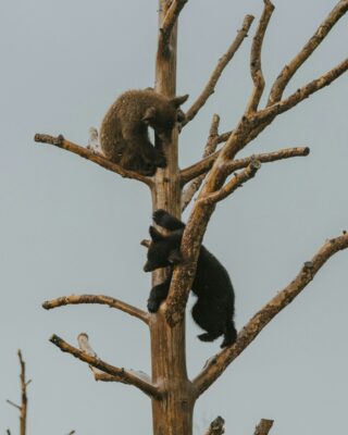 Bears climbing up a tree in Rapid City, South Dakota.