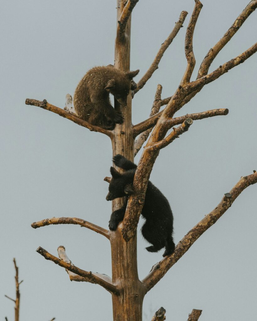 Bears climbing up a tree in Rapid City, South Dakota.